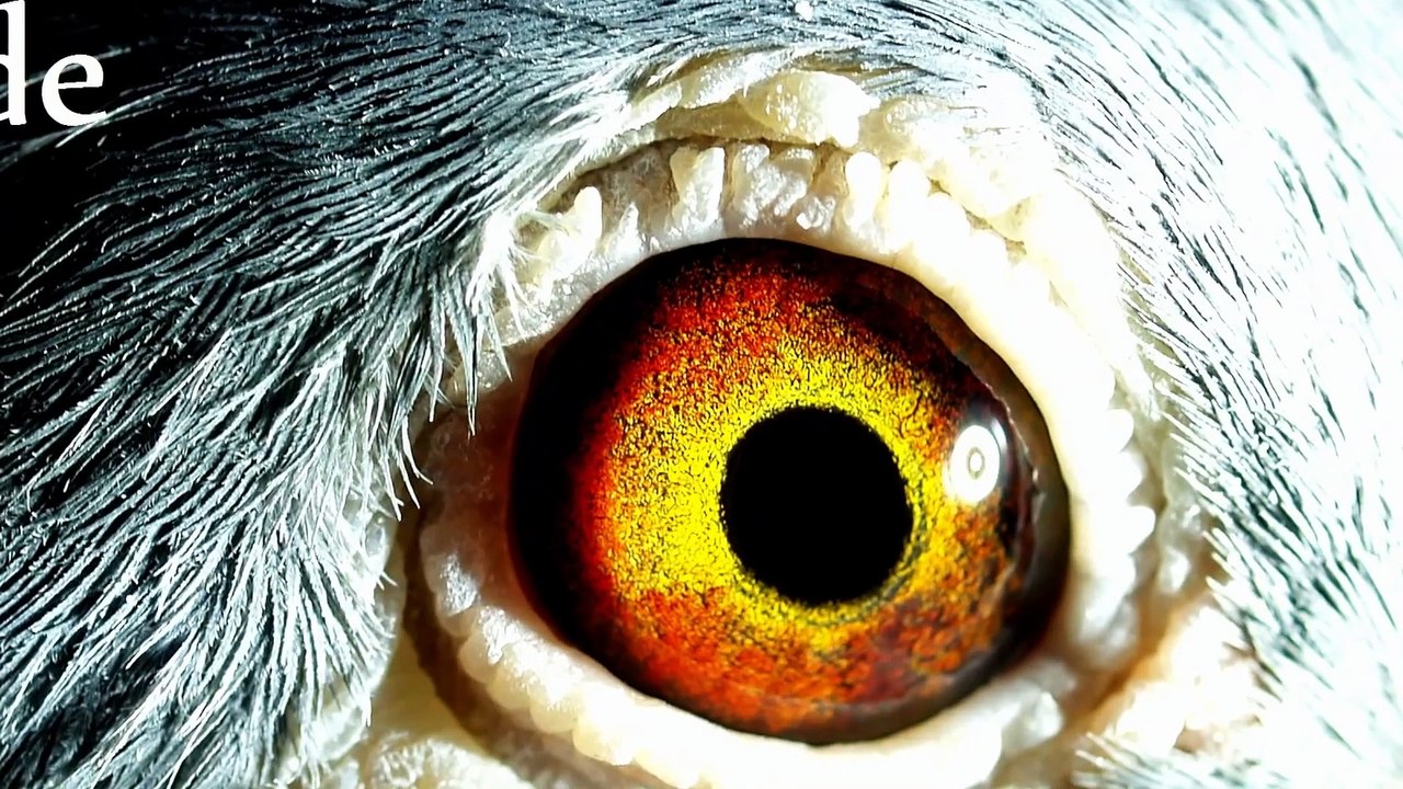 4858 Son Wandelaar Verbart 46, 15x1. son 8x1. KULBACKI RACING PIGEON STUD- Hodowla Gołębi Sportowych