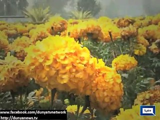 Dunya News - Intermittent rain, snowfall turn weather cold