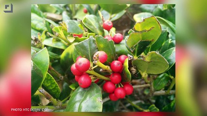 Desire EYE vs Oppo N3   Video