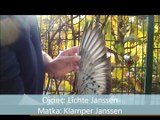 8355, 100% Janssen ,Ojciec_ Lichte Janssen Matka_ Klamper Janssen