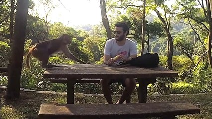 Merendando plátanos rodeado de monos