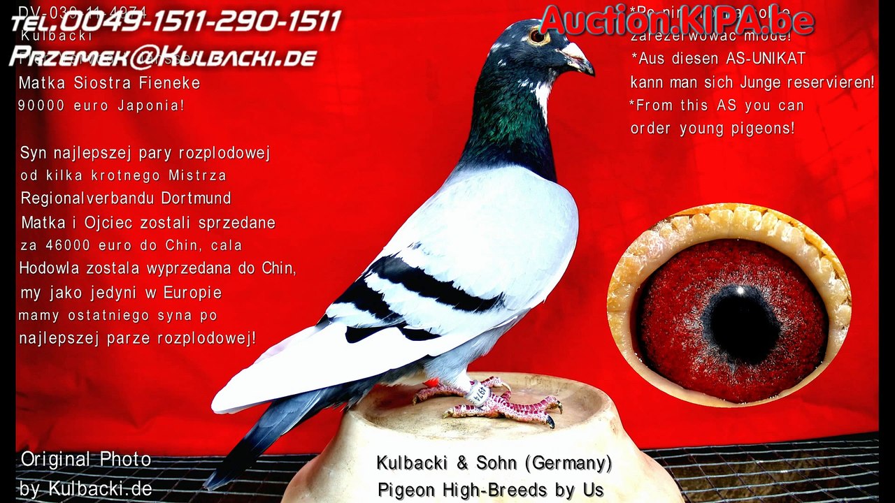 8637 & 8638 FIENEKE 5000 x JANSSEN_GRONDELAERS 18x1. BEST NATIONAL KULBACKI RACING PIGEON STUD