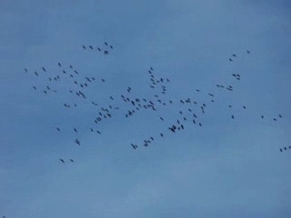 passage des grues cendrées