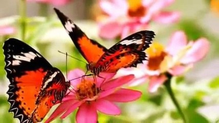 Eddy Napoli - Dicitencelle Vuie -