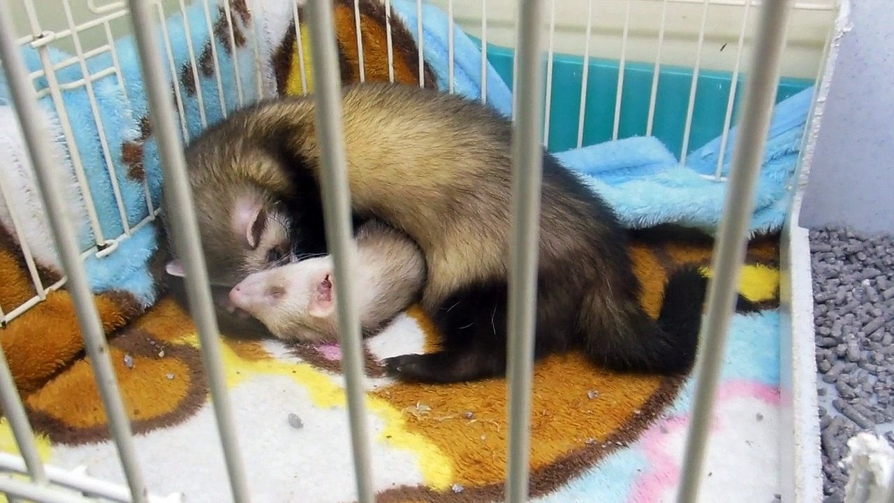 Japanese Pet Shop!
