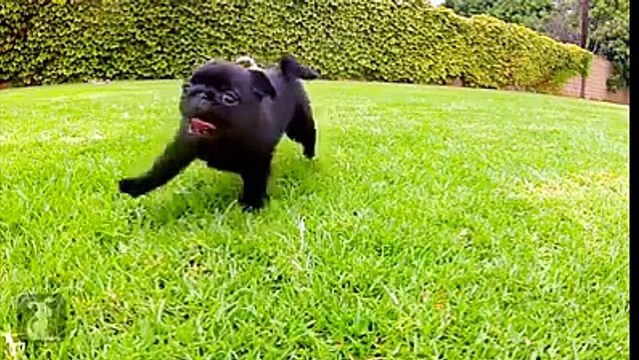 Trop chou : Ces bébés chiots vont vous donner envie d'adopter directe !