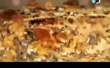 Apocalipsis Microscópico  - Parásitos