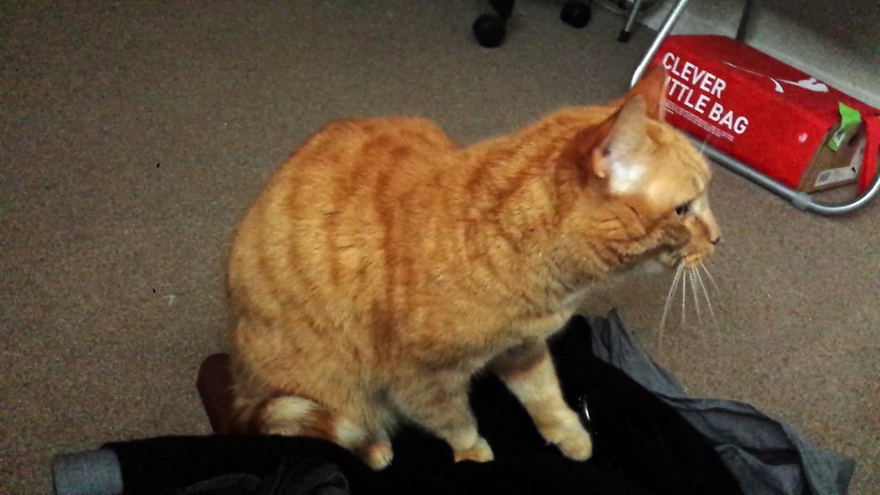 chat