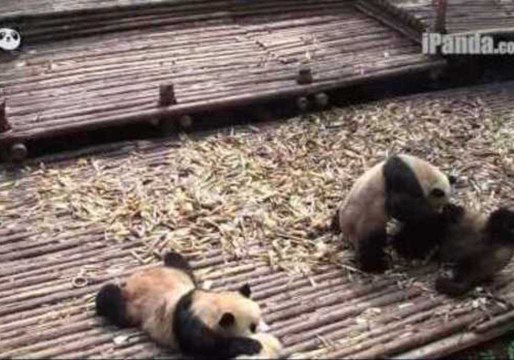 Cute Pandas Fight in Mass Brawl