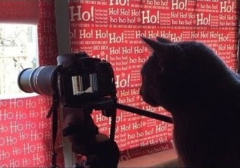 Cat Is Intrigued by Birds in the Camera's View Finder
