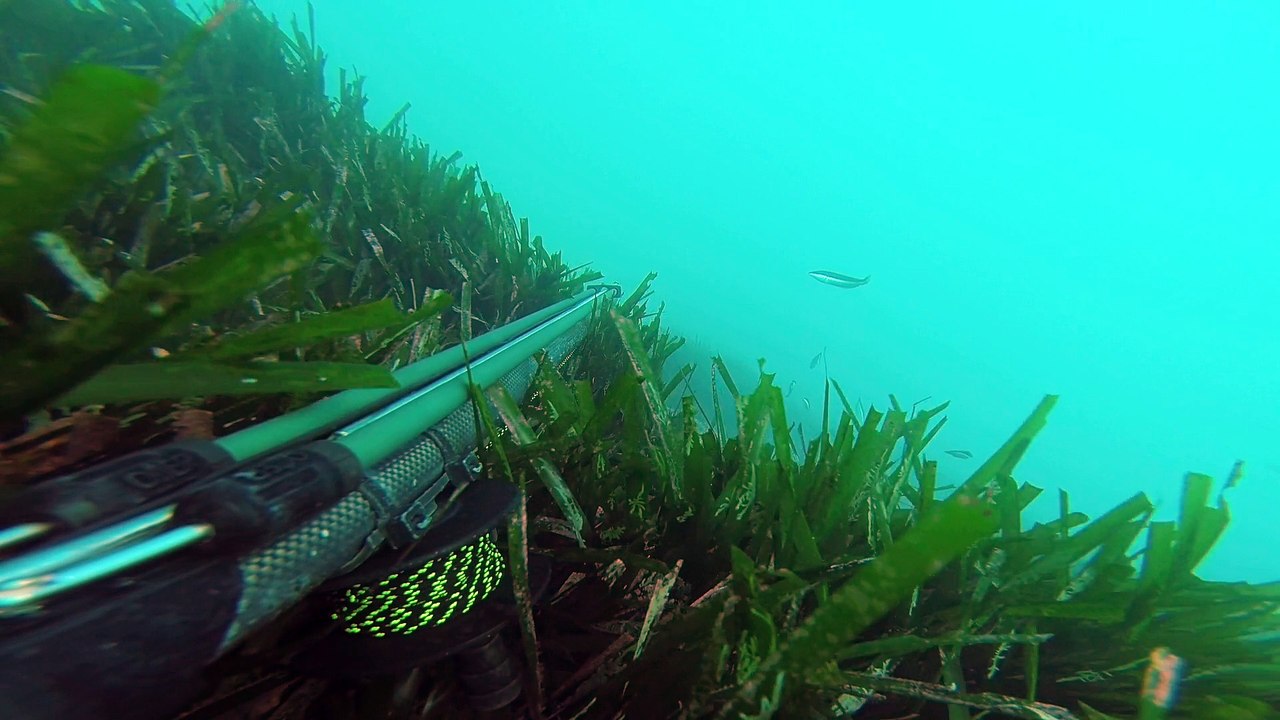 putain d eau blanche petite compagne de loup !!!!