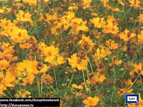Dunya News - More Rain is expected in Islamabad, Punjab and Khyber Pakhtunkhwa tonight