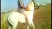 Riding Horses ( Arabian Riding ) gallop videos