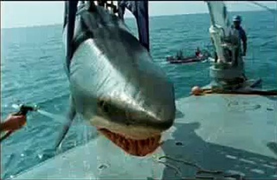 Pub John West (Requin)