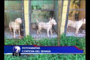Piden denunciar criaderos de perros con condiciones inadecuadas