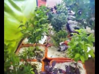 Exposição de Bonsais