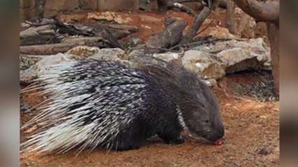 Lovesick Wild Porcupine Sneaks into Zoo to Be Near Captive Porcupine