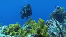 World’s Best Diving & Resorts: Buddy Dive Bonaire Ned & Ana Deloach Reef Fish ID / Marine Life Education