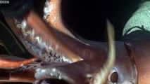 Giant Squid Possibly Communicating Through Color Changes Caught On Video
