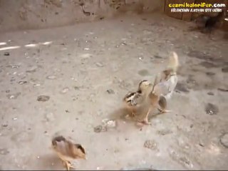 Kümes Teröristi Minik Civciv