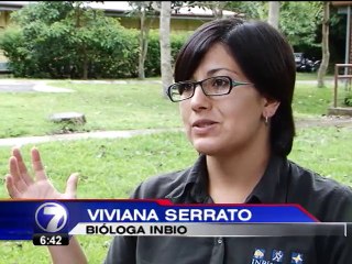 Proyecto para protección del manatí avanza en el Congreso