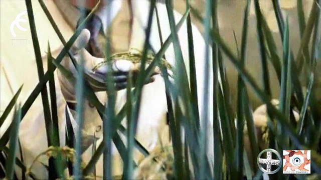 Daniele Rosa: Direttore Comunicazioni di Bayer, fa una riflessione sul mondo del volontariato