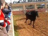 Caballo Juega Con un Toro, Caballo torero