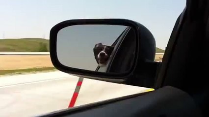 Crazy Dog Playing In The Car