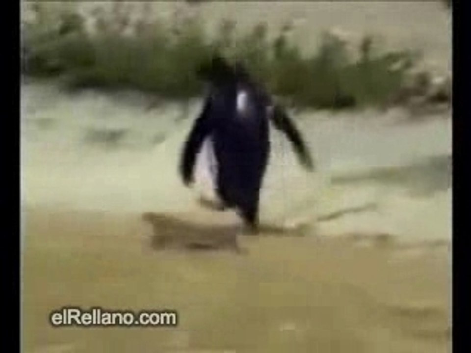pingouins