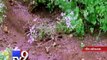 Unseasonal rains disrupt normal life, damage crops in Gir-Somnath - Tv9 Gujarati