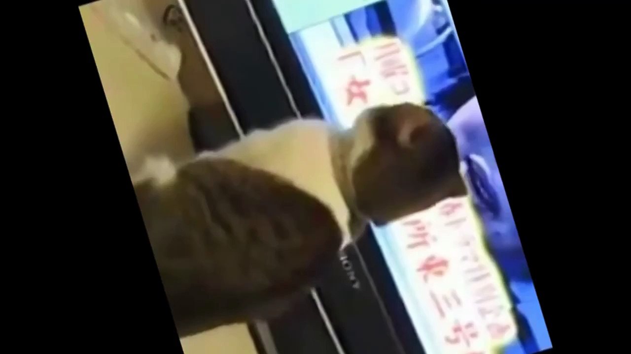 Musika Musica Funny Cat Videos Compilation 2015 Music Nakakatawa Pusa Chistosos de Gatos Cats