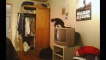 New Funny Cats Video 2015 - Funny Cats - Funny Animals - Funny Vines - Funny Videos 2015