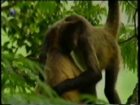 Socializacion: Abrazos entre primates