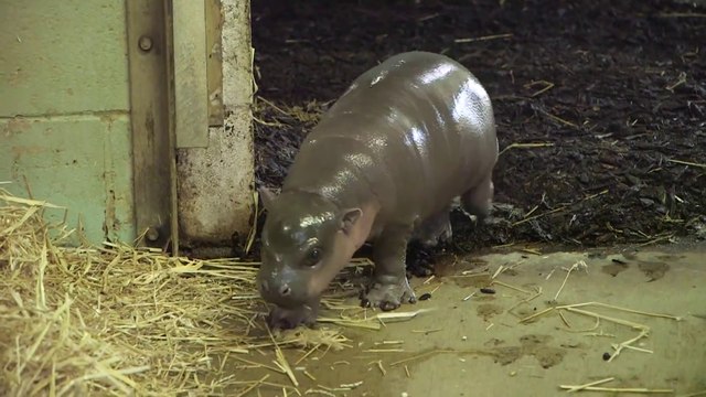 Adorable baby pygmy hippo born