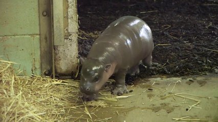 Adorable baby pygmy hippo born