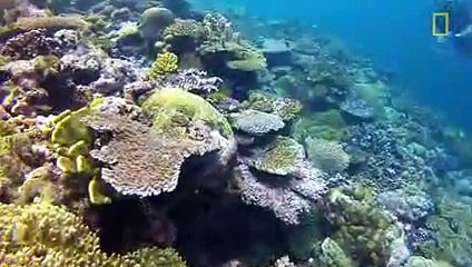 Neon Sharks Caught on Camera