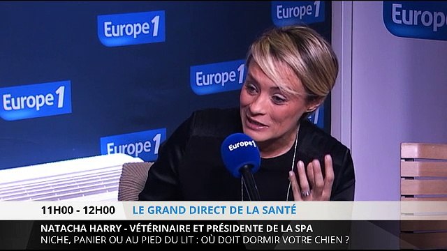 Niche, panier ou au pied du lit : Où doit dormir votre chien ?