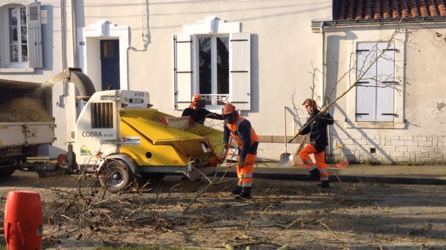 Élagage des platanes, boulevard Briand