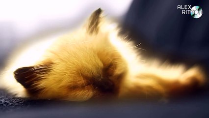 David Guetta Feat Sia - Beautiful People Say