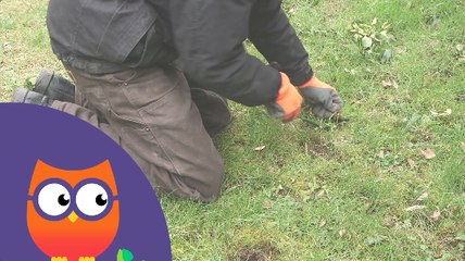 Comment désherber une pelouse (Ooreka.fr)