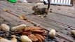 Watch How Squirrels Eat Peanuts, Really Amazing and Interesting Video