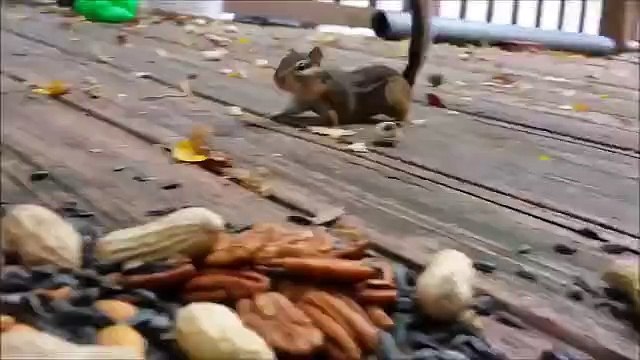Watch How Squirrels Eat Peanuts, Really Amazing and Interesting Video