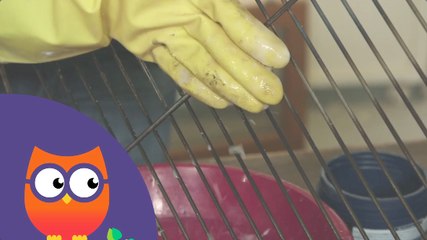 Comment entretenir un barbecue (Ooreka.fr)