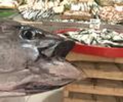 Sardalya avında 150 kilogramlık orkinos