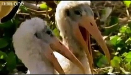 Very Funny Tezabi Toty.