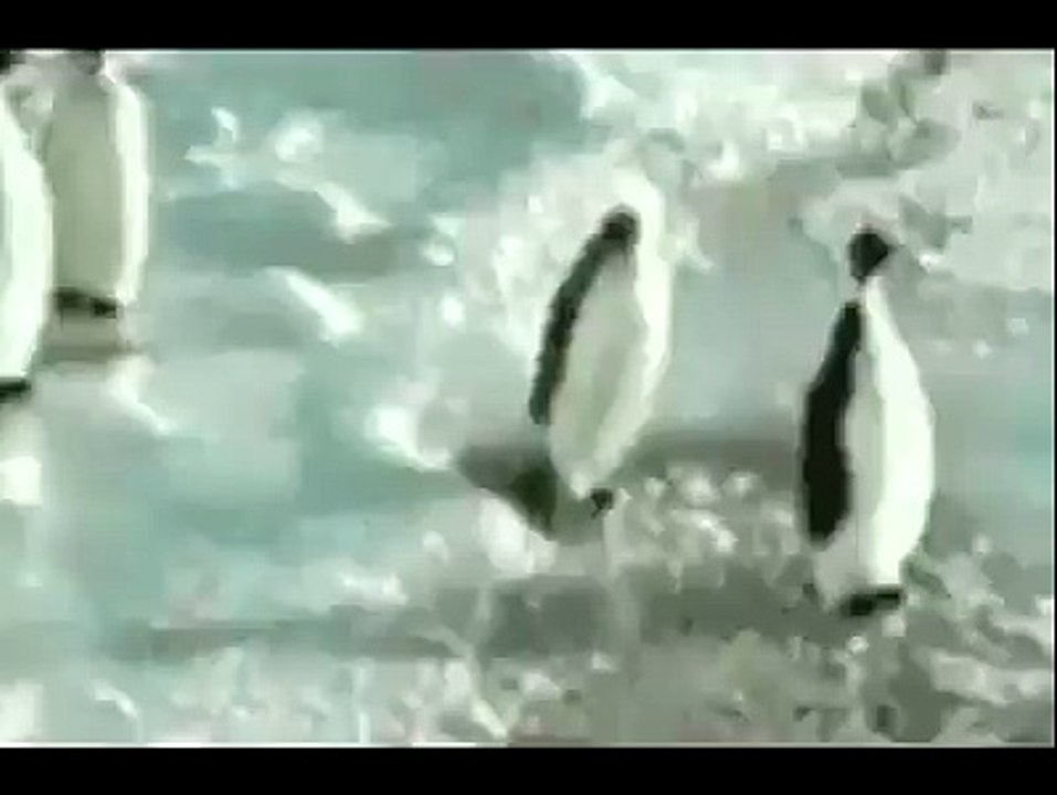 Funny Videos