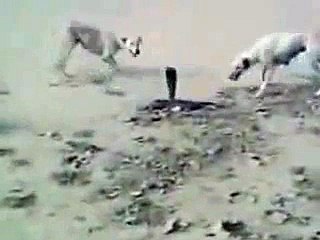 Dogs and Snake Fight .. Snake Killed by Dogs at last