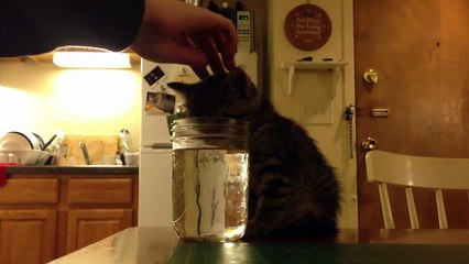 Gatito se queda dormido mientras bebe agua