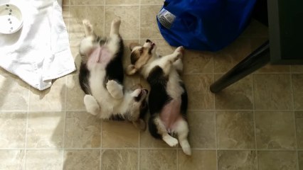 Pair of Corgi puppies enjoy playtime