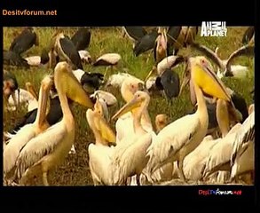 Animal Strategies 23rd January 2015 Video Watch Online Pt3